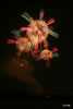 2010年 第４２回豊田おいでんまつり 花火大会 写真集 | 涼月花火 | 紅屋青木煙火